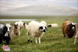 西藏羊