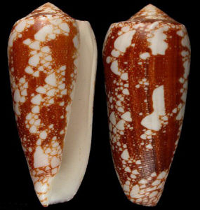 馬伽迪斯芋螺 馬伽迪斯芋螺