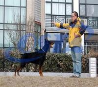 寵物馴導師 寵物馴導師