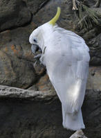 葵花鳳頭鸚鵡紐幾內亞亞種