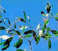 鑽天柳屬 鑽天柳屬