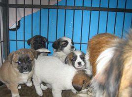 四川省啟明小動物保護中心 四川省啟明小動物保護中心