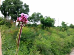 水寧早夏 水寧早夏