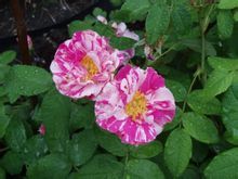 法國薔薇 法國薔薇