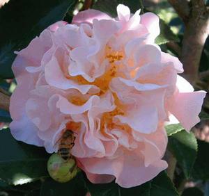 醉香[醉香：是山茶科植物， 紐西蘭育成]