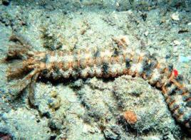 台灣步錨參 台灣步錨參