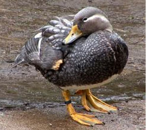 花斑船鴨 花斑船鴨