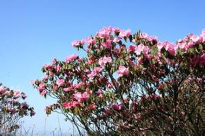 高山杜鵑亞組 高山杜鵑亞組