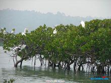 紅樹林[沿海常綠灌木和小喬木群落]