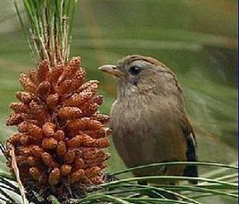 棕喉雀鶥 棕喉雀鶥