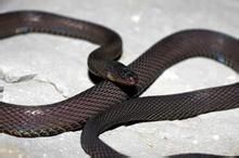 黑脊蛇