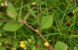 榿葉黃花稔 榿葉黃花稔