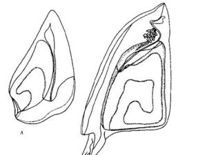 盔形雙體水母 盔形雙體水母