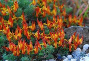 金斑狸藻 金斑狸藻