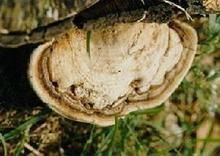 樹舌靈芝 樹舌靈芝