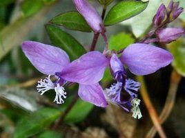 腋花糖芥 腋花糖芥