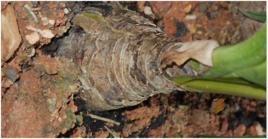 羅裙帶根 羅裙帶根