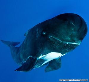 領航鯨屬 領航鯨屬