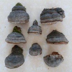 鮑姆木層孔菌 鮑姆木層孔菌