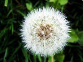 秋蒲公英 秋蒲公英