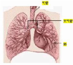 慢性嗜酸粒細胞性肺炎