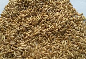 烏蘭察布莜麥 烏蘭察布莜麥