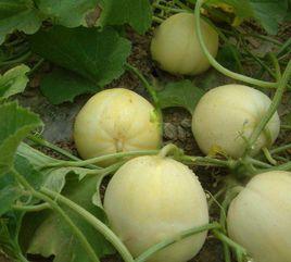 日本甜寶 日本甜寶