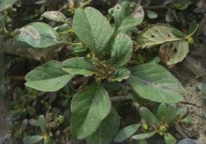 外伊犁黃耆 外伊犁黃耆