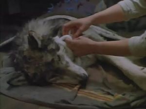 《雪地黃金犬》劇照