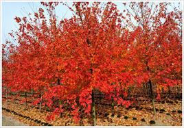 四季春花木場 四季春花木場