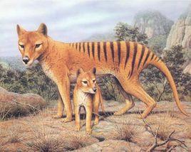 澳洲袋狼 澳洲袋狼