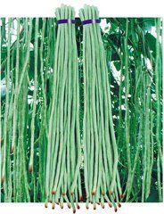 寧豇3號 寧豇3號