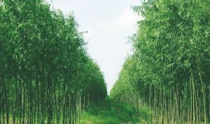 竹柳樹