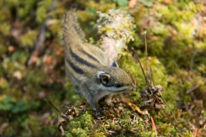 明紋花松鼠 明紋花松鼠