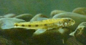 洞庭棒花魚 洞庭棒花魚