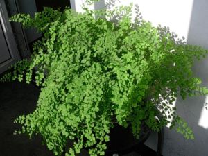 隴南鐵線蕨（原變種）