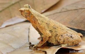 鋤足蟾科 鋤足蟾科