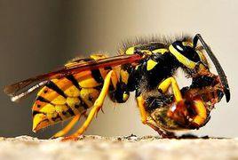 普通黃胡蜂 普通黃胡蜂