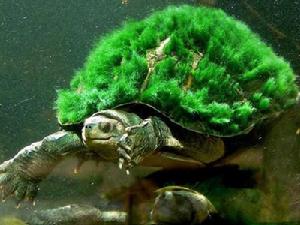 綠毛龜