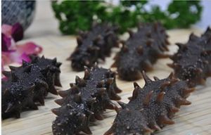 刺參屬[動物屬]