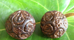 大果人面子 大果人面子