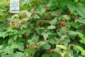 圓錐懸鉤子(原變種) 圓錐懸鉤子(原變種)