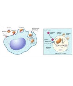 缺血再灌注損傷 缺血再灌注損傷