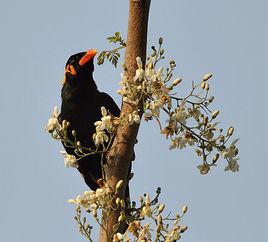 鷯哥華南亞種 鷯哥華南亞種