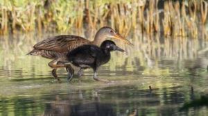 紐幾內亞秧雞 紐幾內亞秧雞