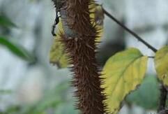 棘莖榖木 棘莖榖木