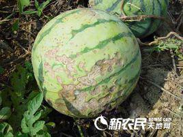 西瓜炭疽病 西瓜炭疽病