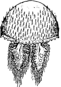 擬葉腕水母 擬葉腕水母