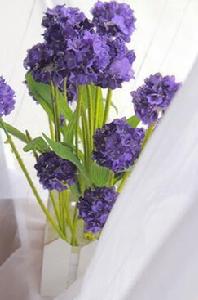 女士熏衣草 女士熏衣草