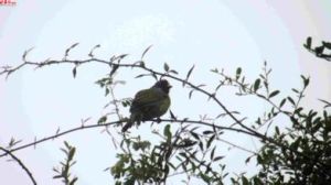 北山(共鳥) 北山(共鳥)